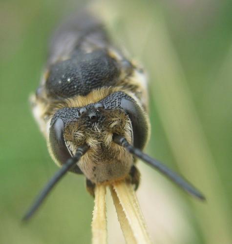 Coelioxys conoidea